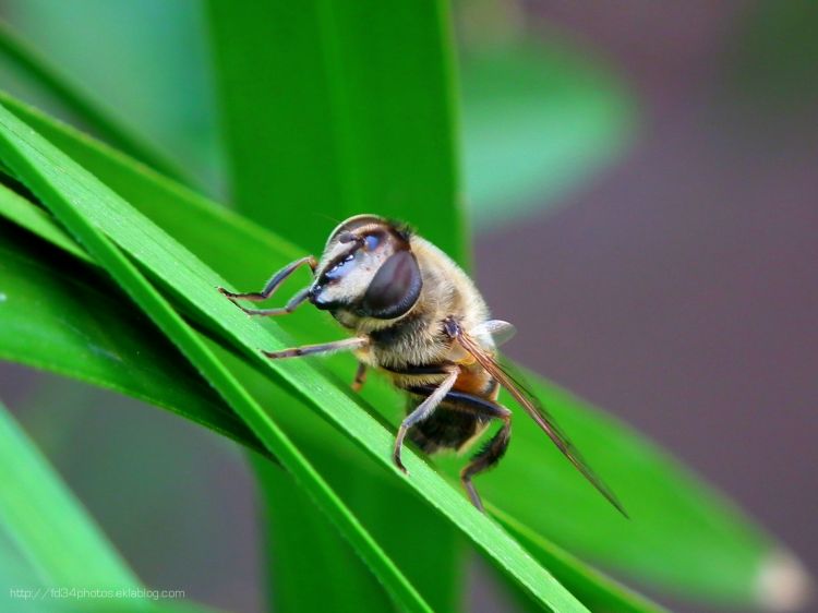 Fonds d'cran Animaux Insectes - Abeilles Gupes ... Wallpaper N311882