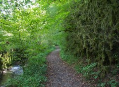  Nature forêt à farfadet .......