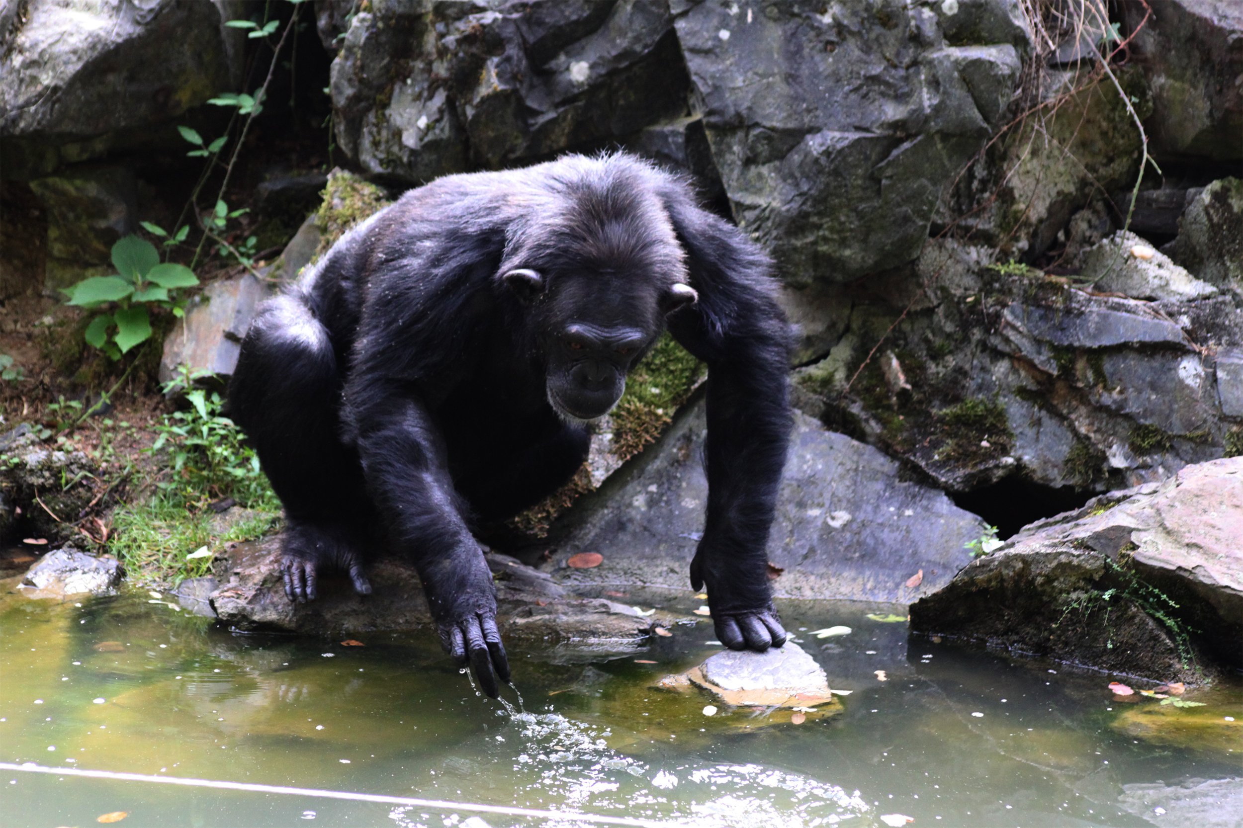 Fonds d'cran Animaux Singes Peche