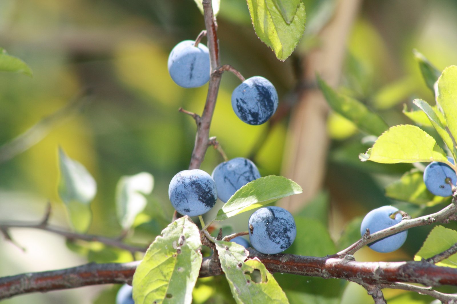 Fonds d'cran Nature Fruits Isola della Cona