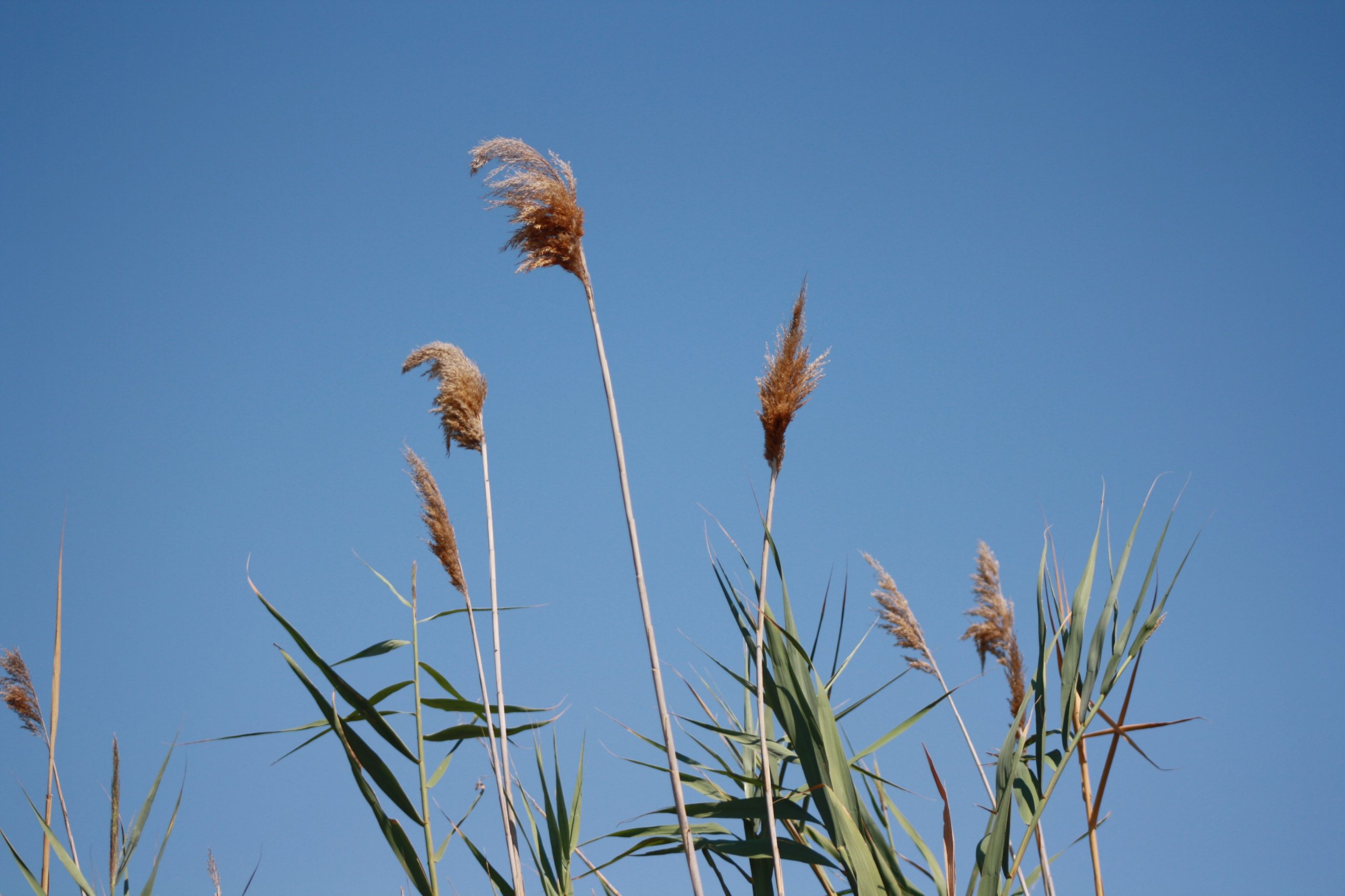 Wallpapers Nature Plants - Shrubs Isola della Cona