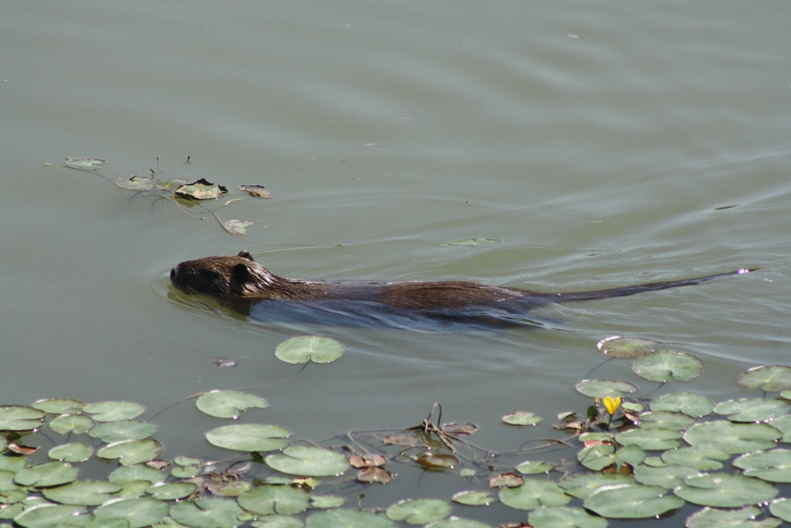 Wallpapers Animals Rodents - Misc Isola della Cona