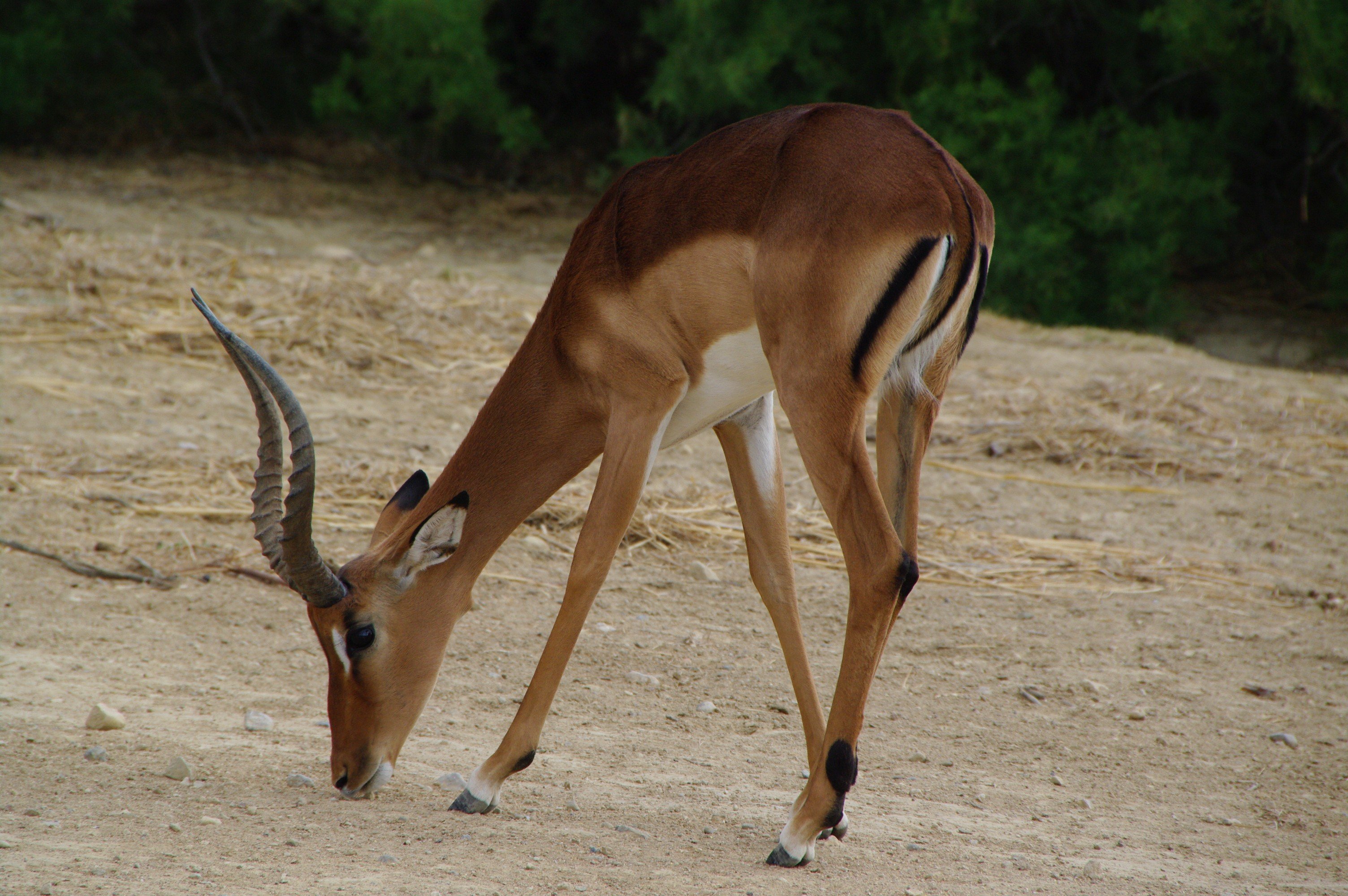 Wallpapers Animals Antilopes IMPALA D'AFRIQUE