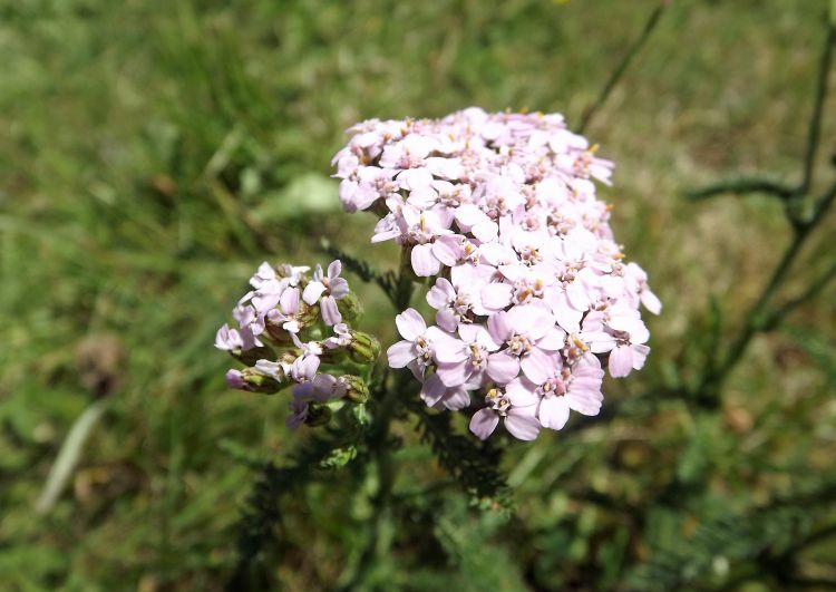 Wallpapers Nature Flowers fleurs sauvages