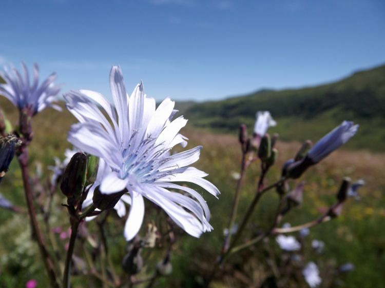 Wallpapers Nature Flowers fleurs sauvages