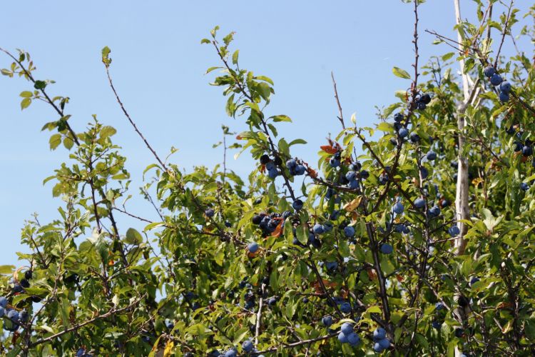 Fonds d'cran Nature Fruits Isola della Cona