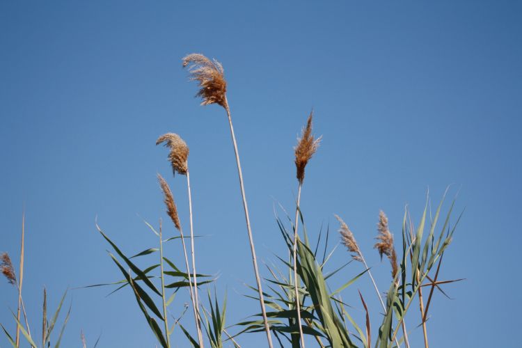 Fonds d'cran Nature Plantes - Arbustes Isola della Cona