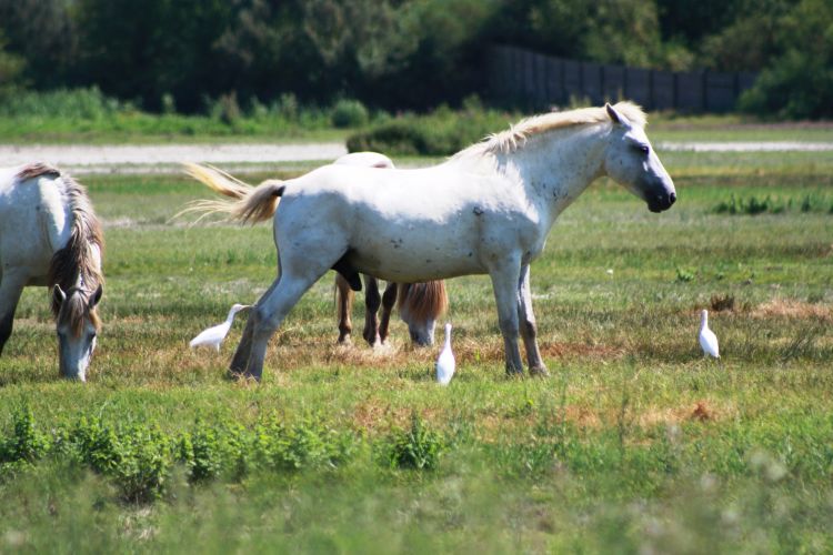 Wallpapers Animals Horses Isola della Cona