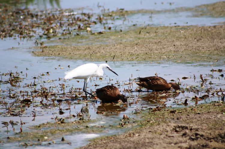 Wallpapers Animals Birds - Misc Isola della Cona