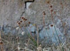  Animaux incecte