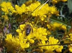  Nature fleurs sauvages