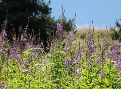  Nature fleurs sauvages