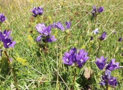  Nature fleurs sauvages