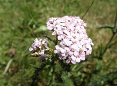  Nature fleurs sauvages