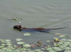  Animaux Isola della Cona