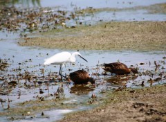  Animaux Isola della Cona