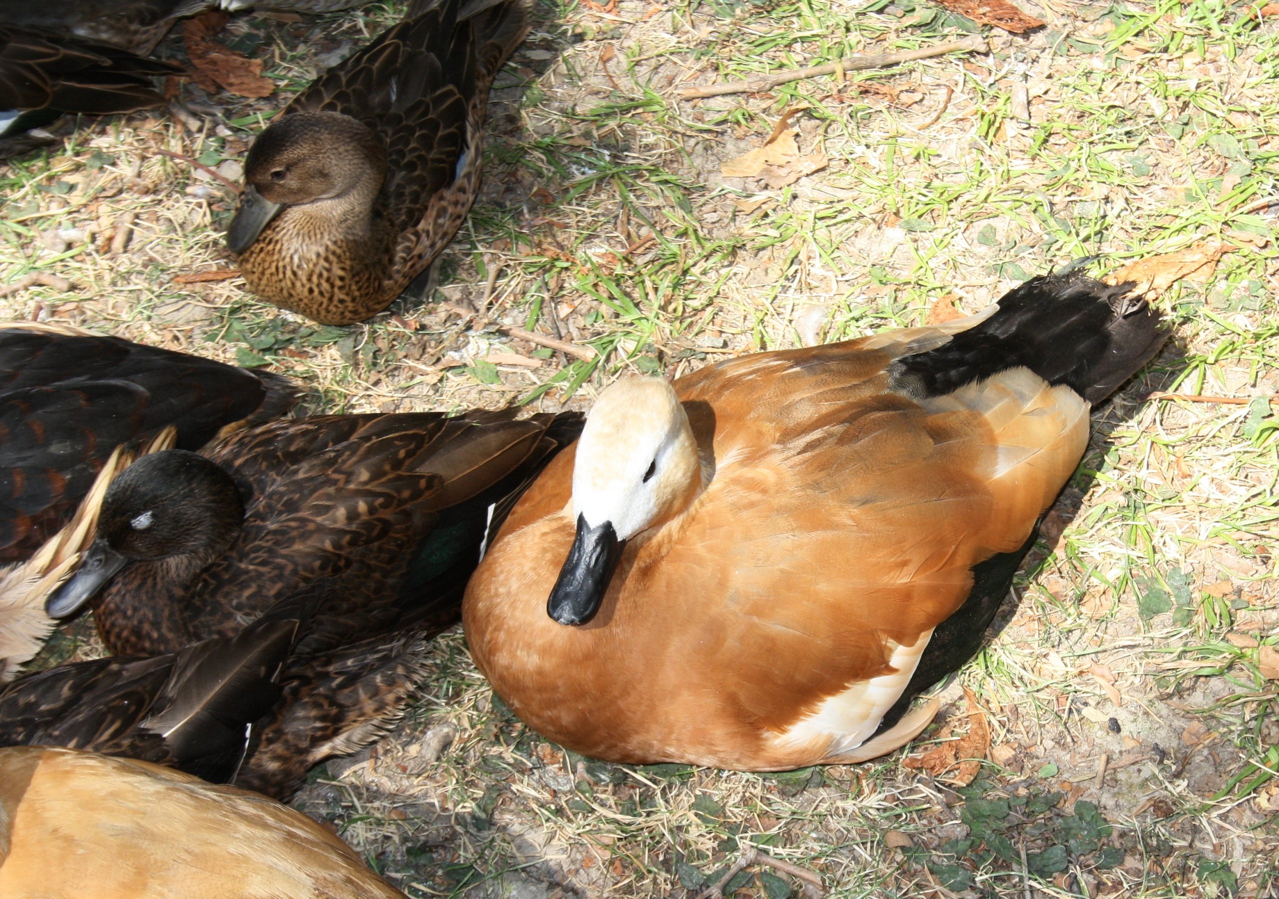 Fonds d'cran Animaux Oiseaux - Canards 