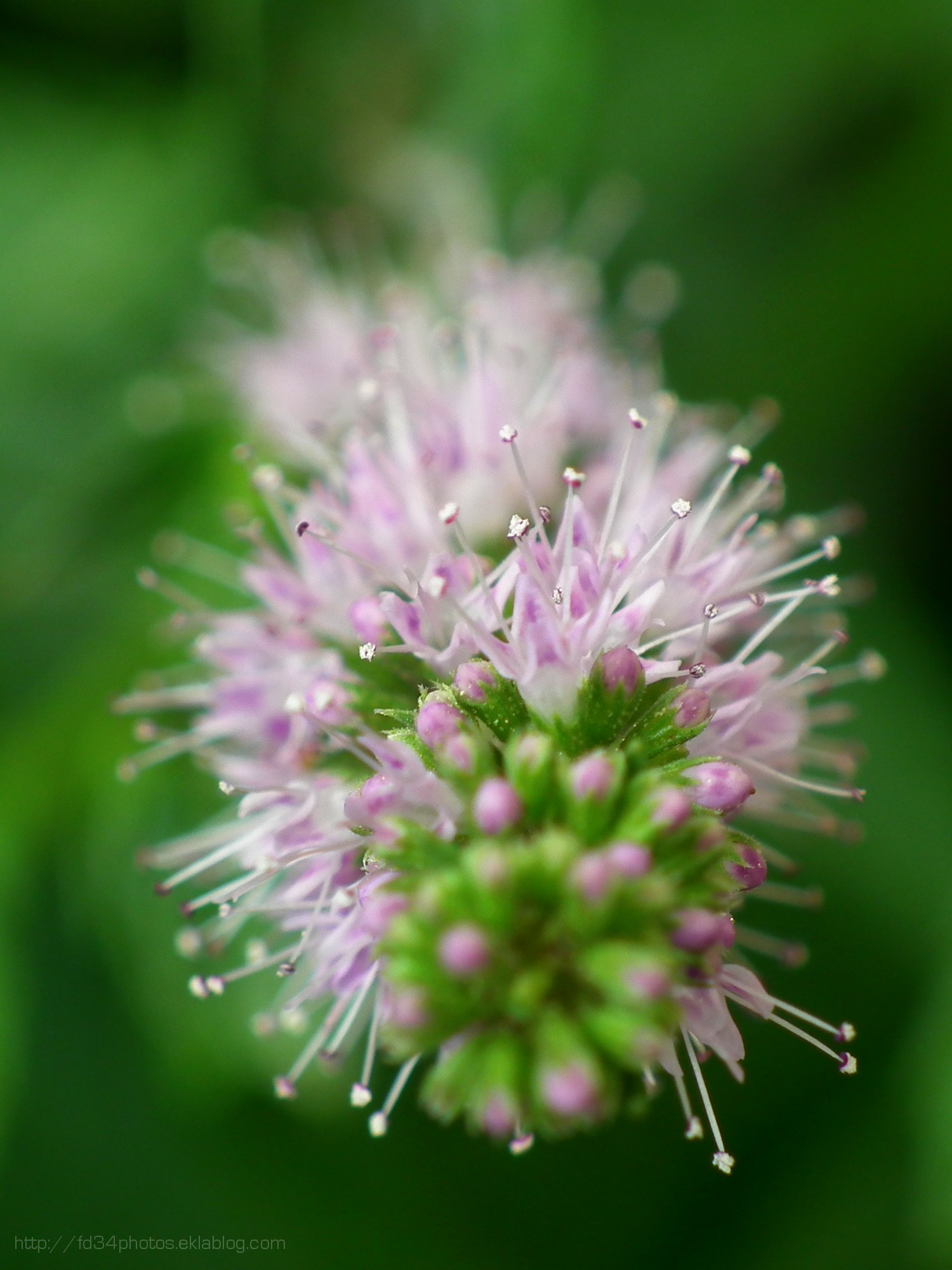 Wallpapers Nature Flowers Menthe en fleur