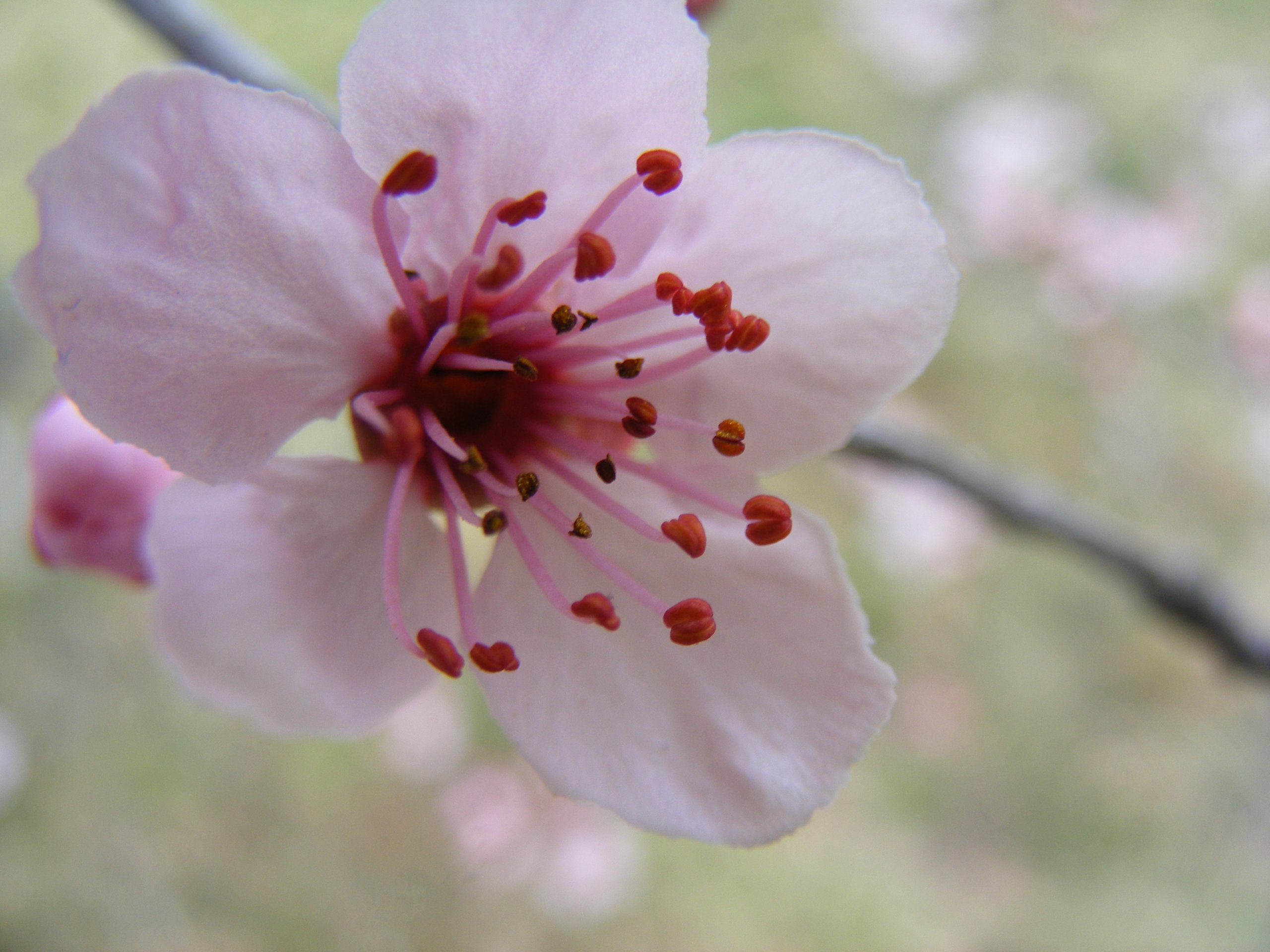 Wallpapers Nature Flowers Fleur rose