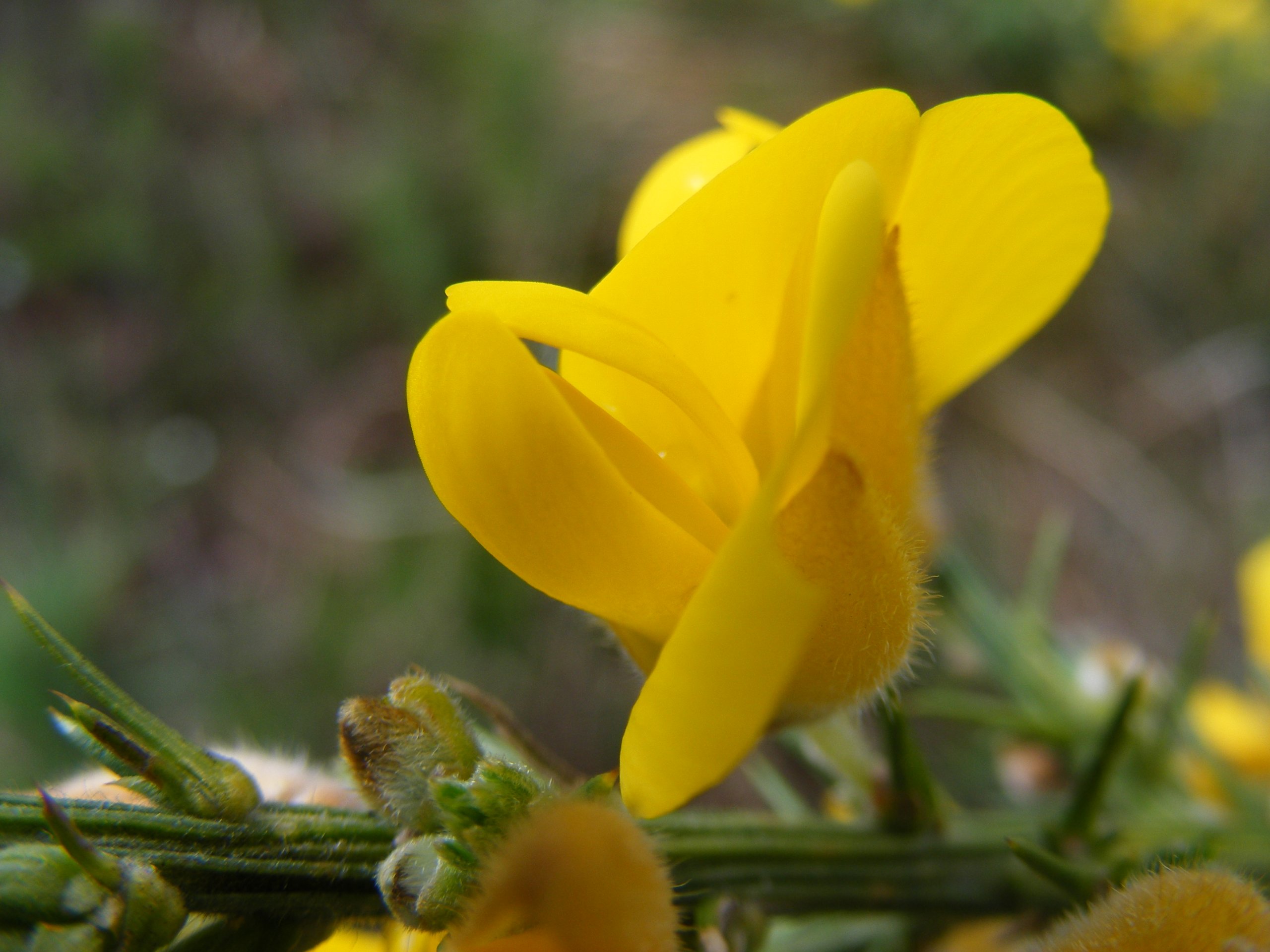 Fonds d'cran Nature Fleurs Fleur jaune