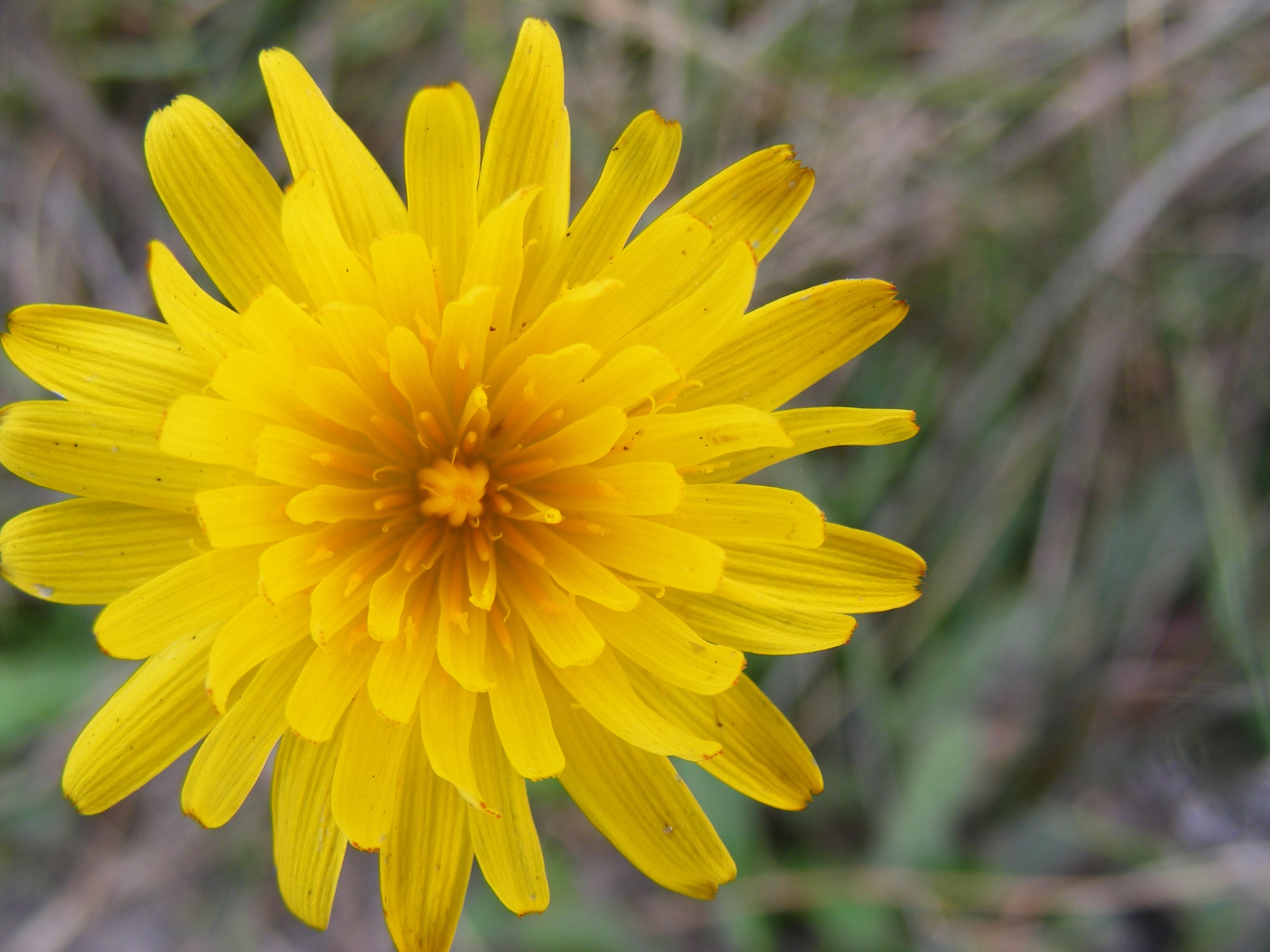 Fonds d'cran Nature Fleurs Fleur jaune