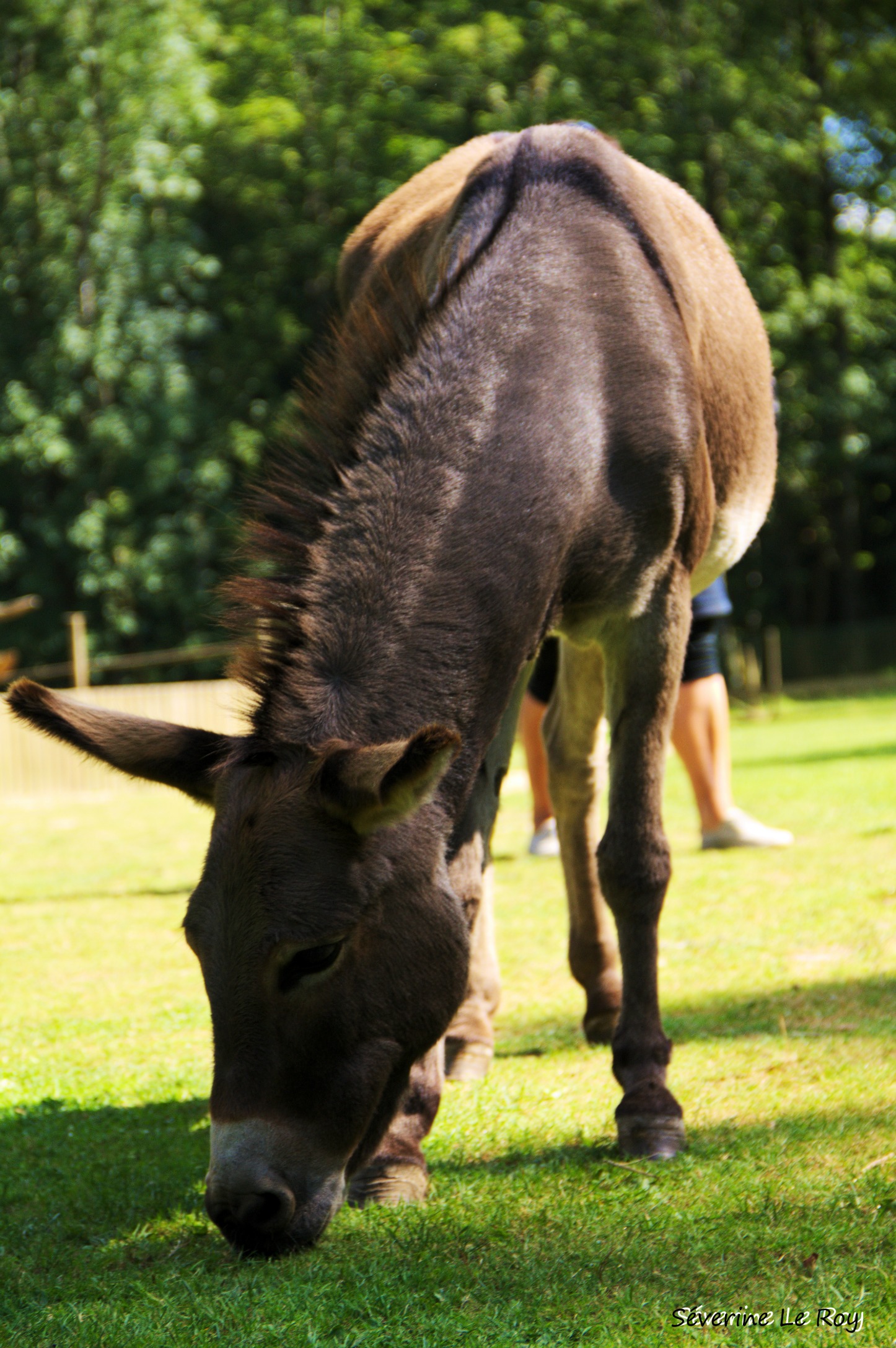 Wallpapers Animals Donkeys les mmoires d'un ne enfin d'une nesse 