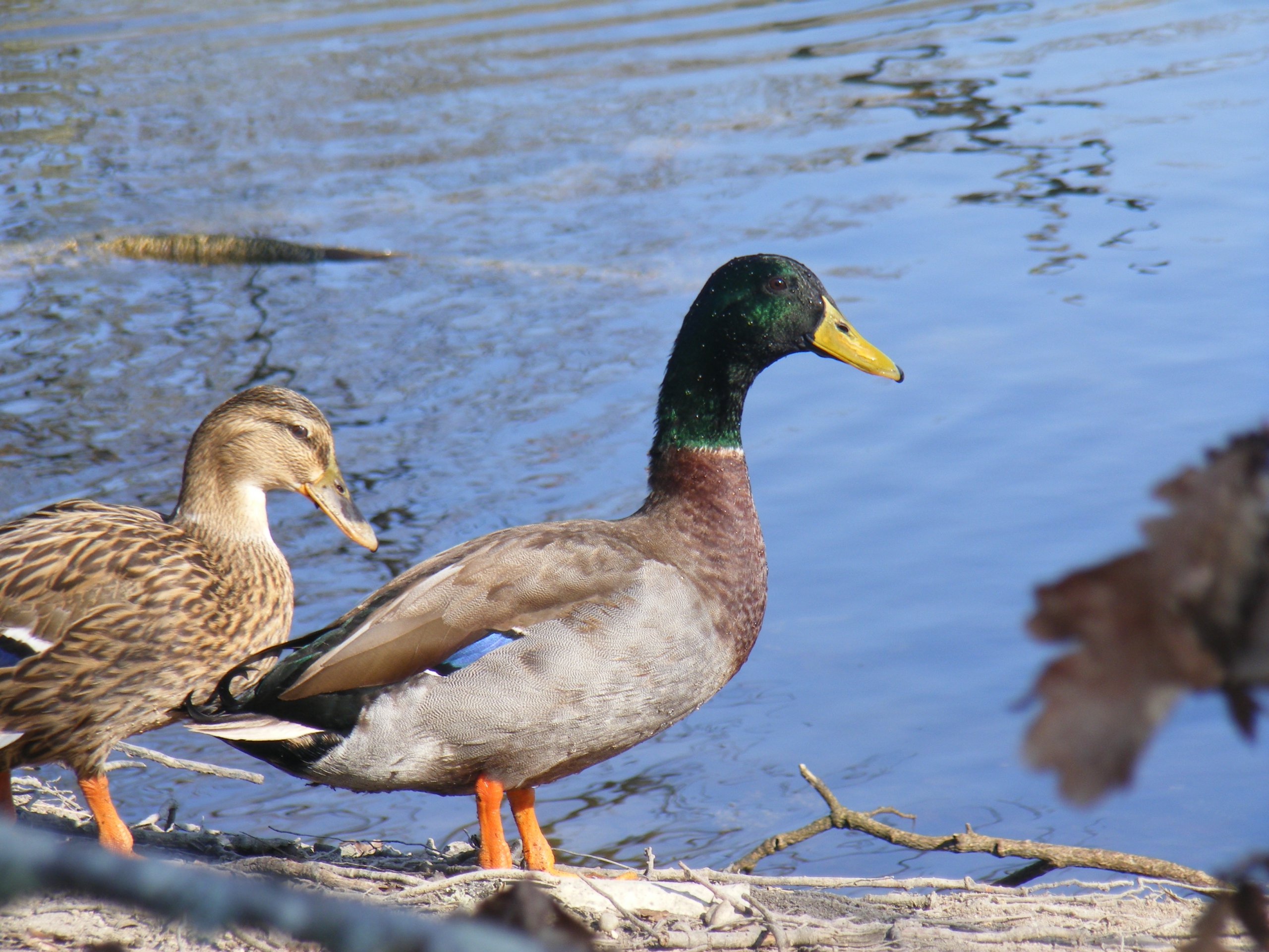 Fonds d'cran Animaux Oiseaux - Canards Canards Colvert