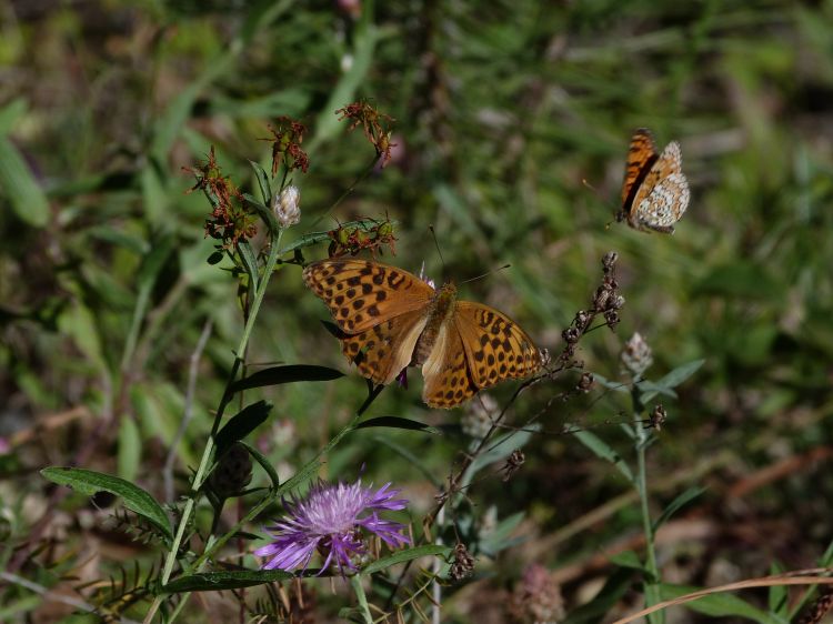 Fonds d'cran Animaux Insectes - Papillons le nacre de la ronce 