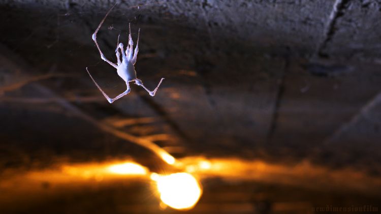 Fonds d'cran Animaux Insectes - Scarabes Une araignée fossile.