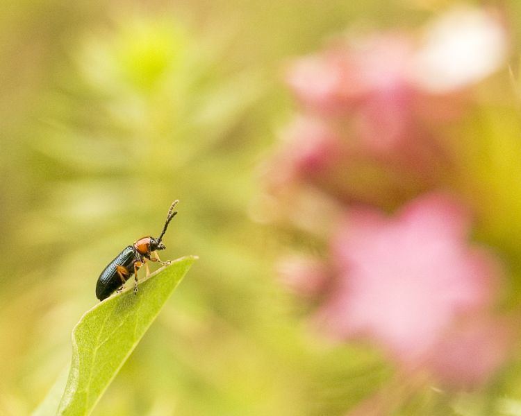 Fonds d'cran Animaux Insectes - Divers Tout en haut