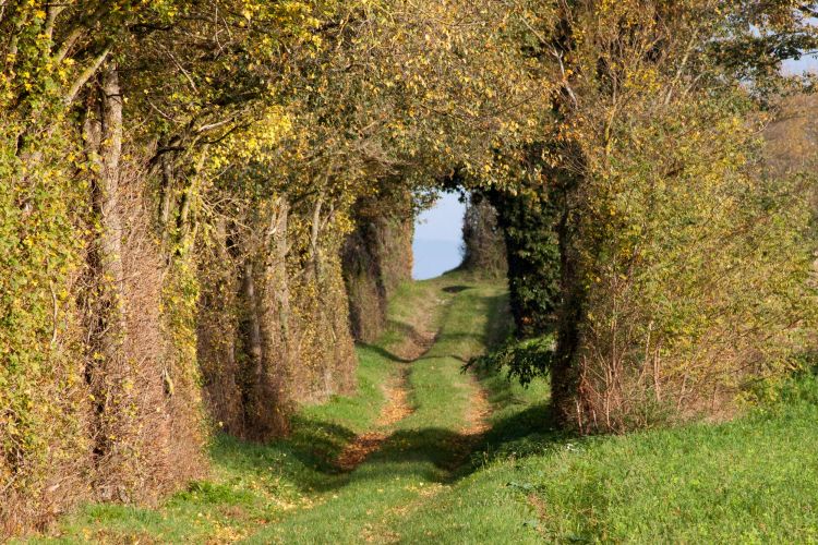 Fonds d'cran Nature Chemins le tunnel vgtal