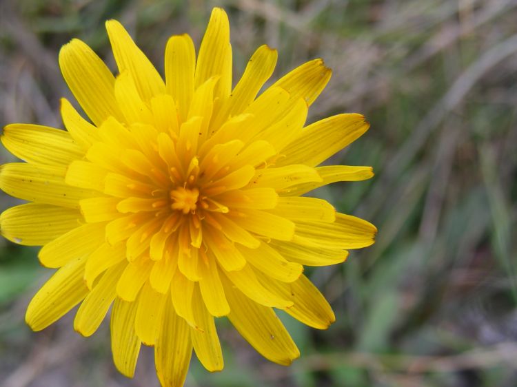 Fonds d'cran Nature Fleurs Fleur jaune