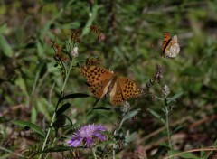  Animaux le nacre de la ronce 