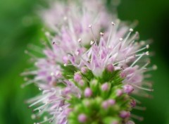  Nature Menthe en fleur