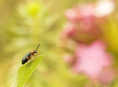  Animaux Tout en haut