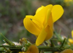  Nature Fleur jaune