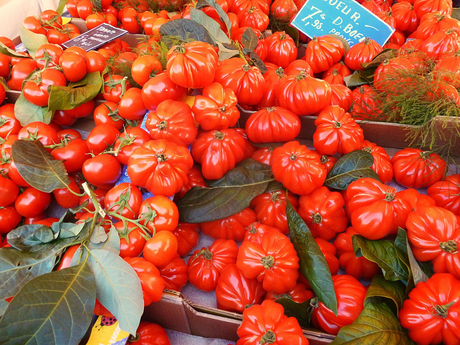 Fonds d'cran Nature Fruits tomates