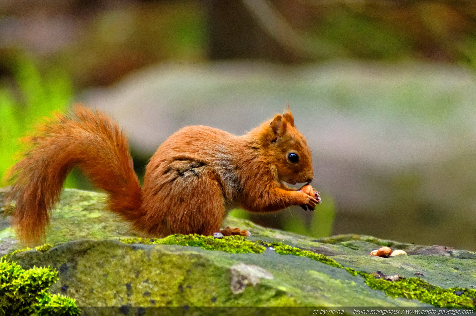 Fonds d'cran Animaux Rongeurs - Ecureuils Ecureuil roux