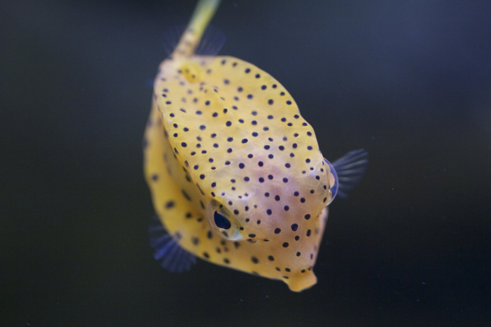 Fonds d'cran Animaux Poissons d'eau douce 