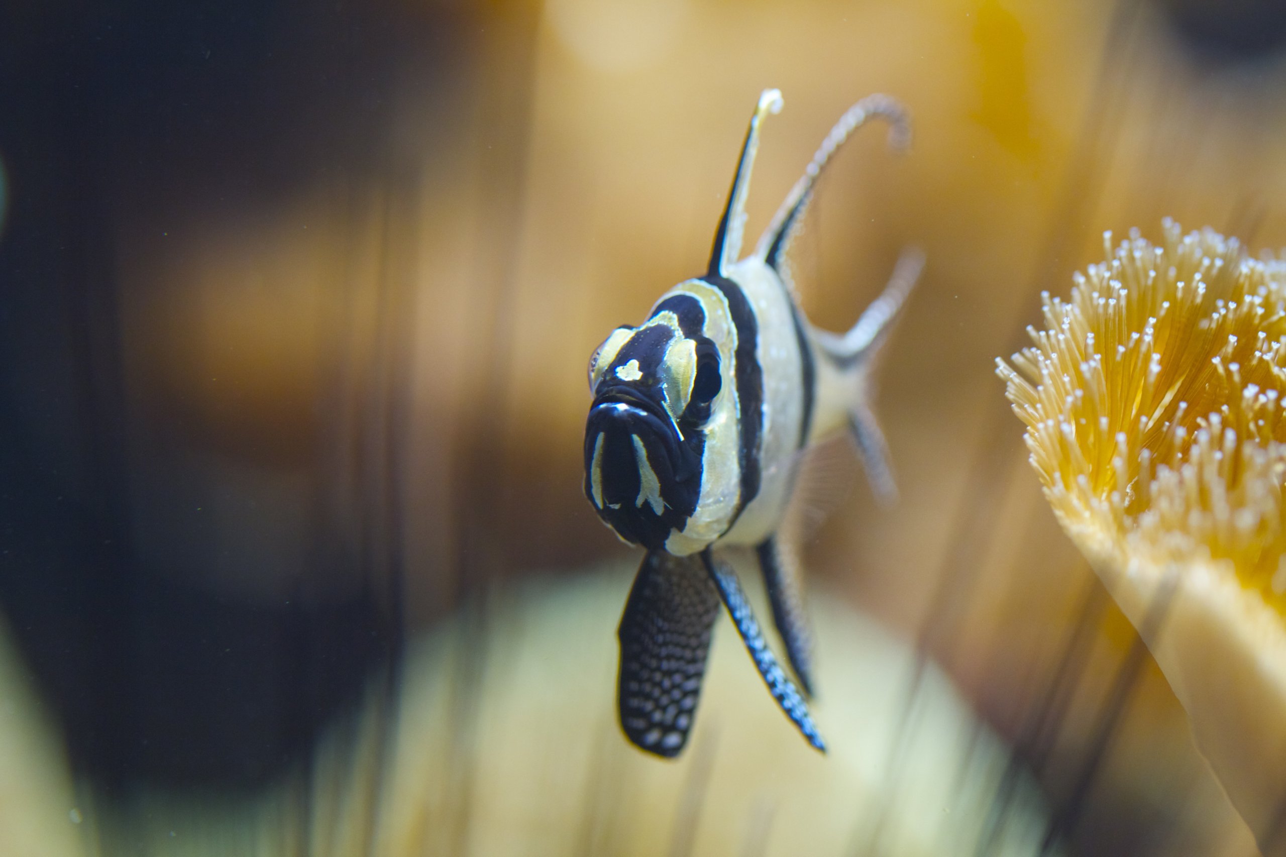 Wallpapers Animals Fishes - In the river 