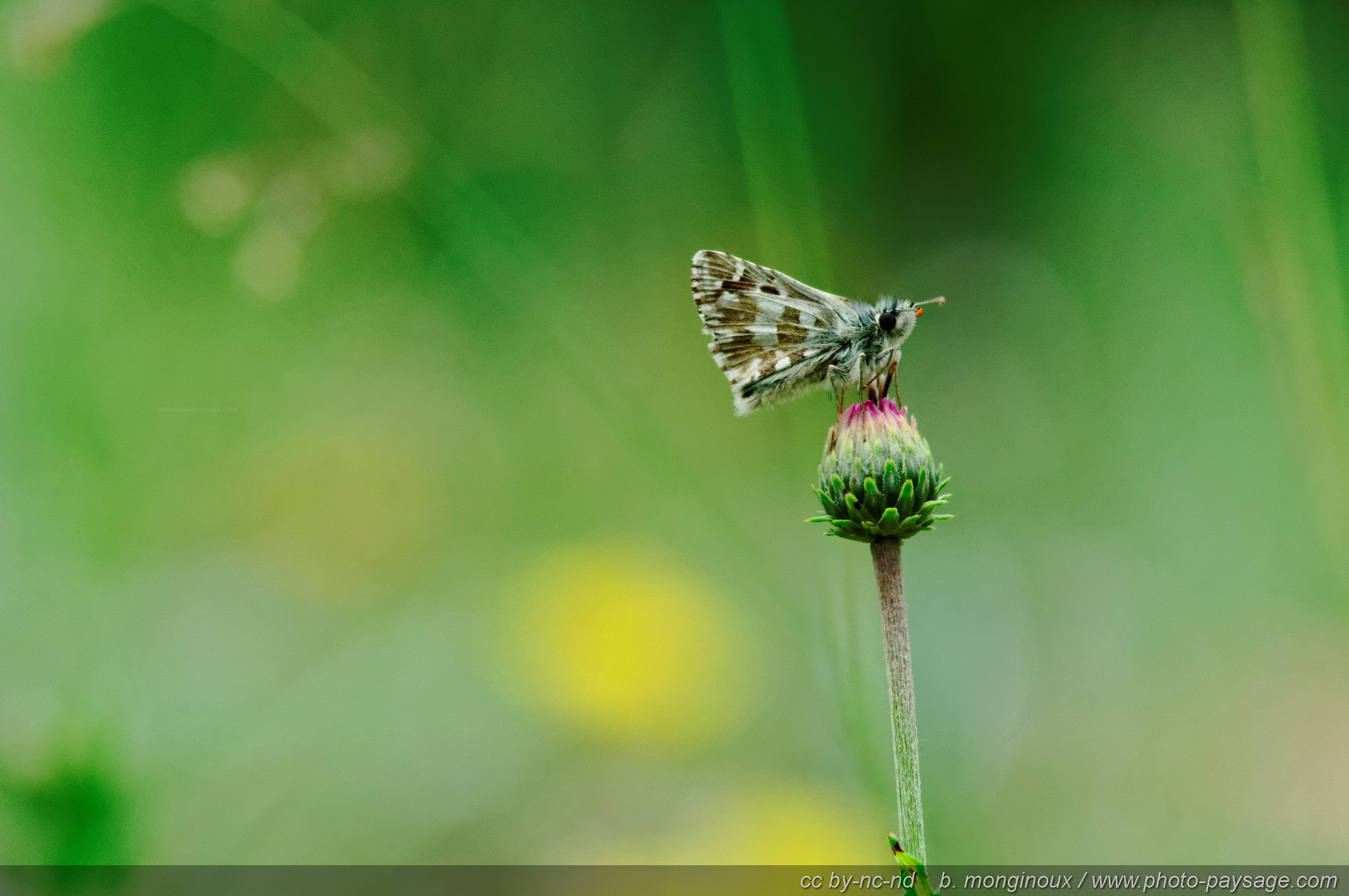 Fonds d'cran Animaux Insectes - Papillons Papillons dans les Ecrins