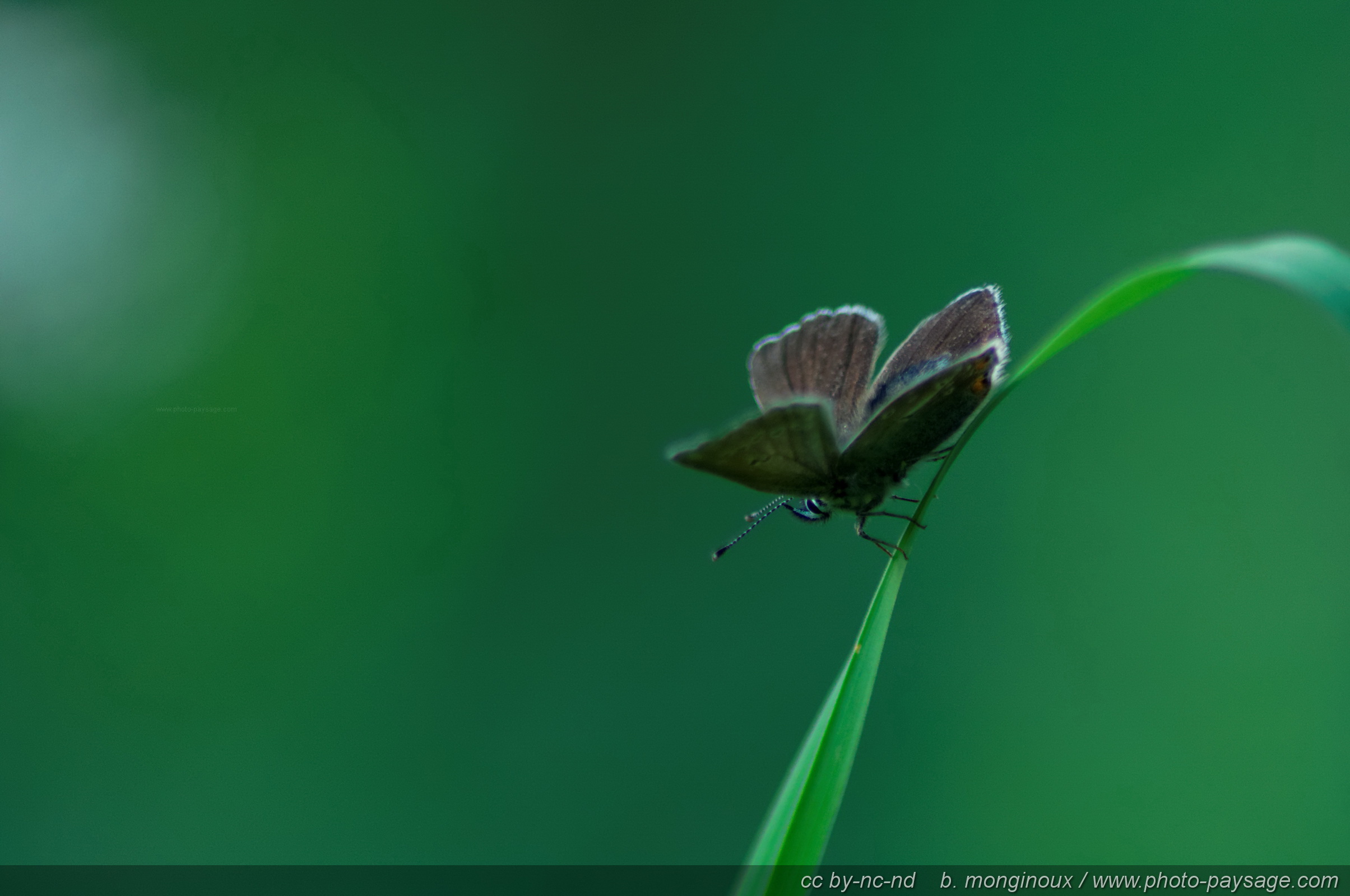 Fonds d'cran Animaux Insectes - Papillons Papillons dans les Ecrins