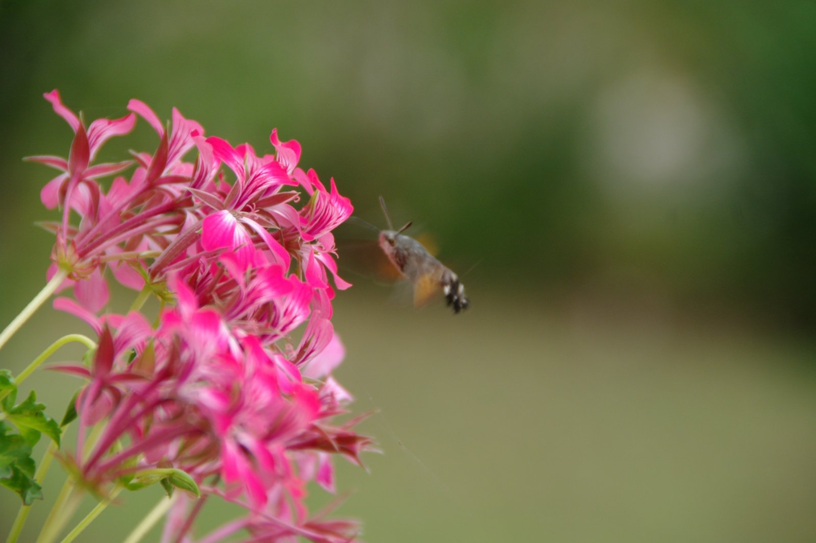 Wallpapers Nature Flowers Papillon Moro Phynx