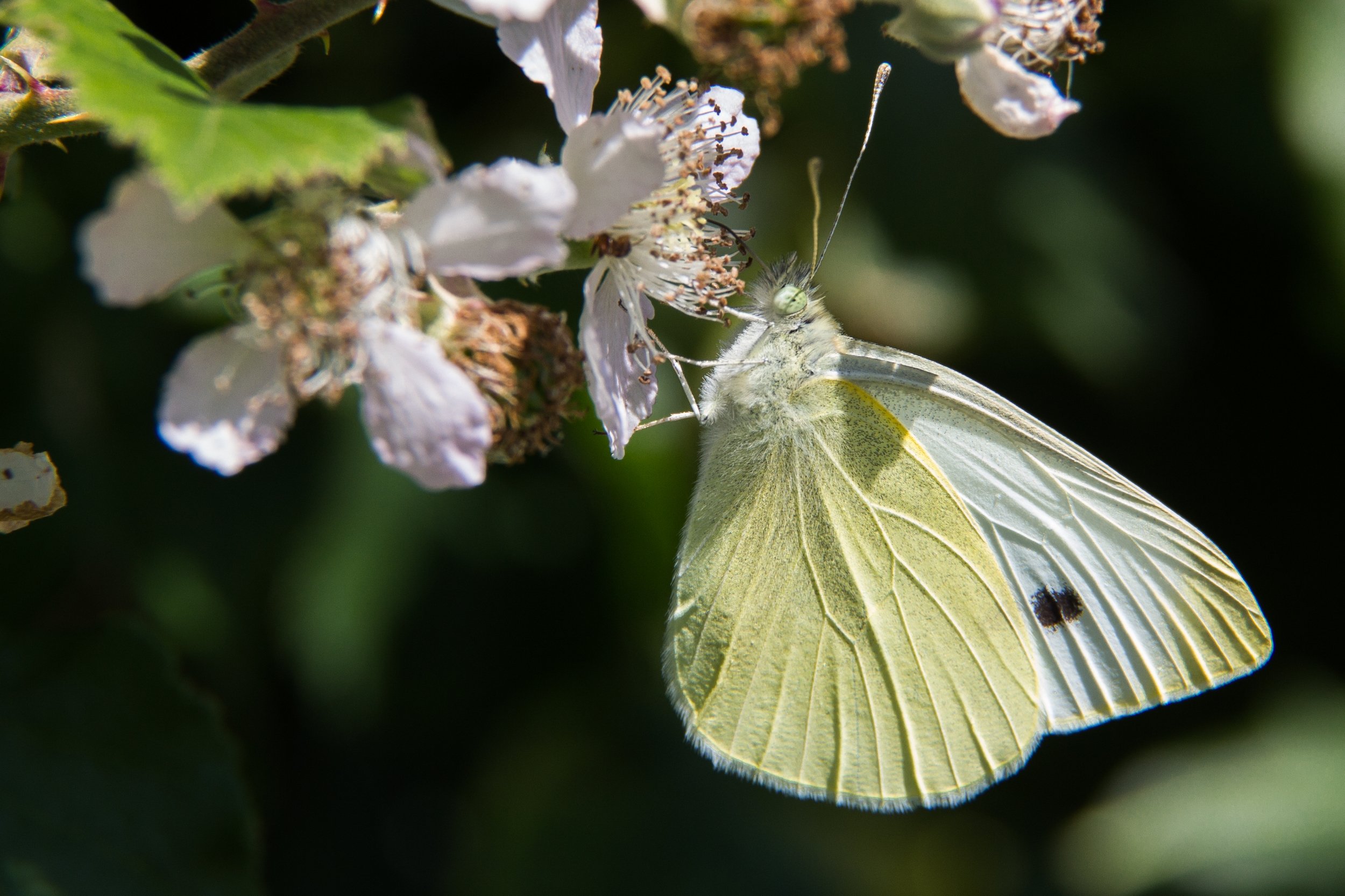 Wallpapers Animals Insects - Butterflies papillon butinant