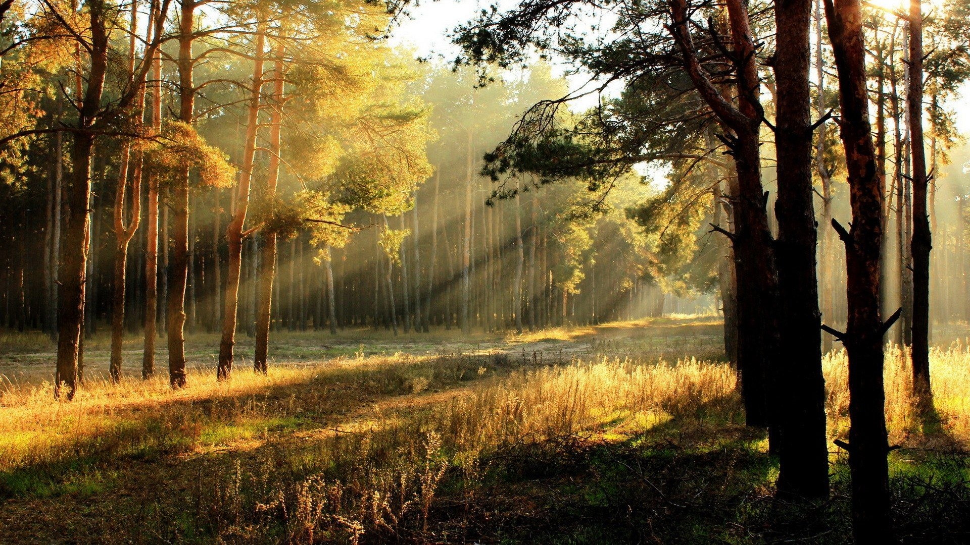 Fonds d'cran Nature Arbres - Forts 