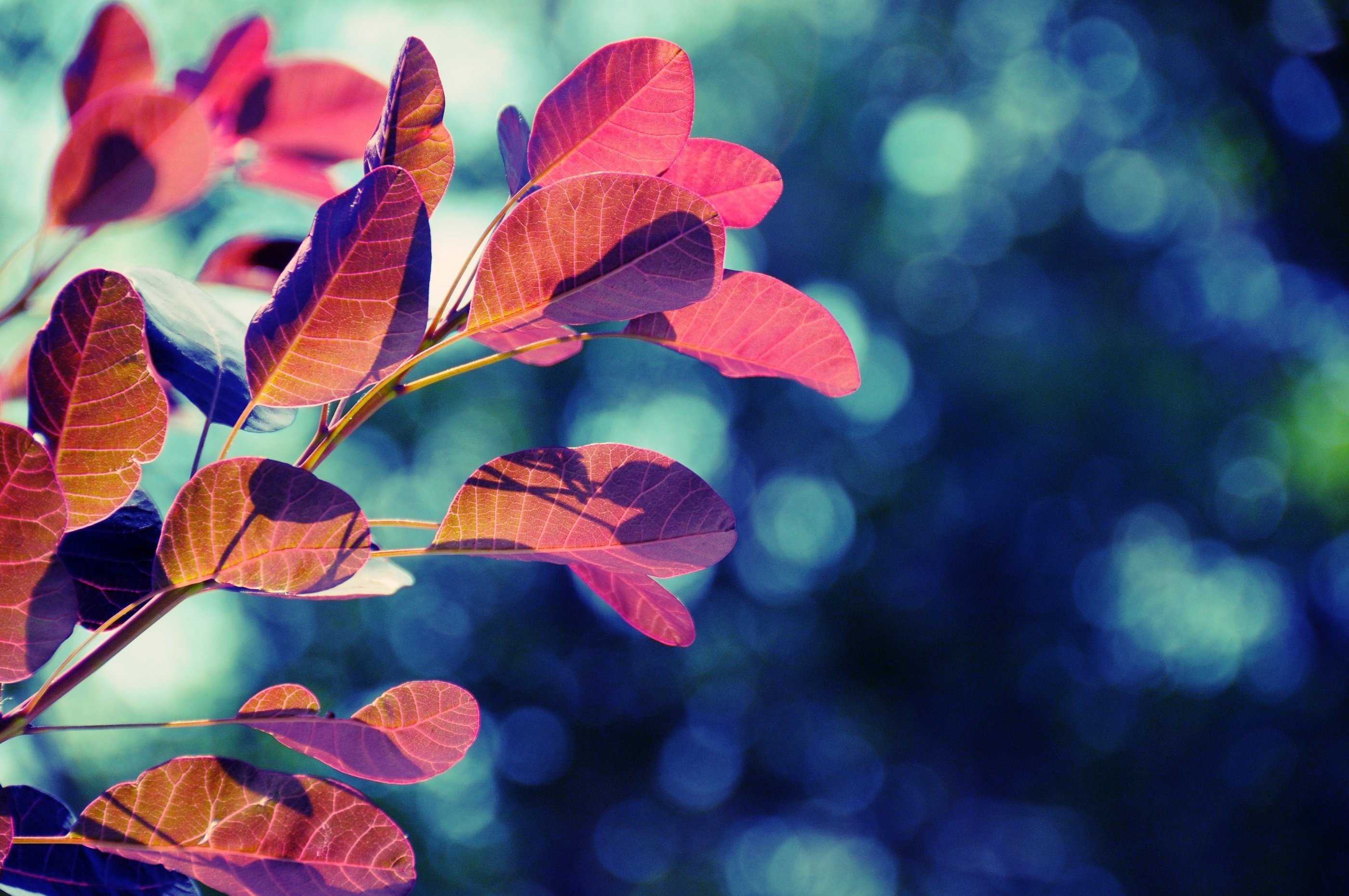 Wallpapers Nature Leaves - Foliage 