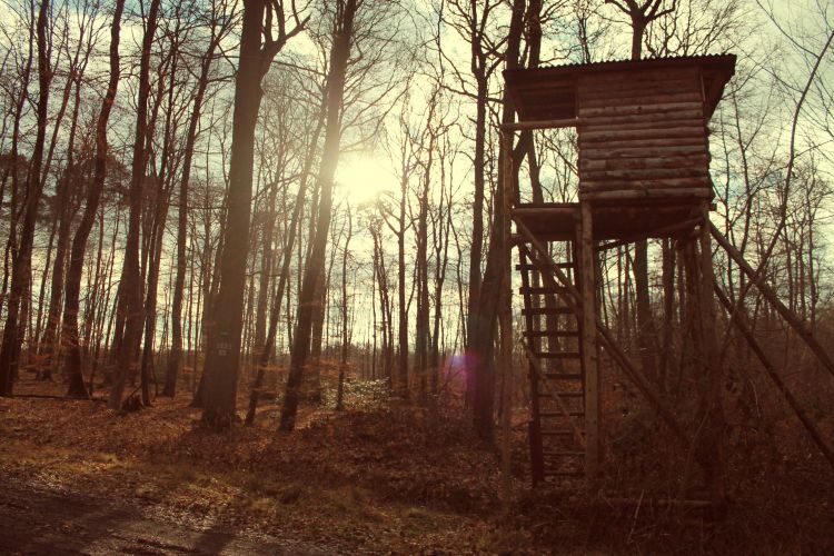 Fonds d'cran Nature Arbres - Forts in the forest