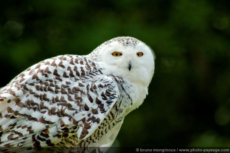 Fonds d'cran Animaux Oiseaux - Hiboux et Chouettes Chouette harfang