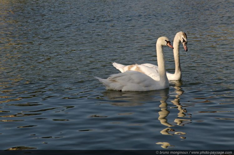 Wallpapers Animals Birds - Swans Un couple de cygnes