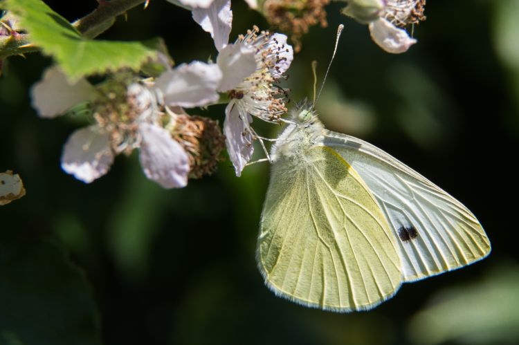 Fonds d'cran Animaux Insectes - Papillons papillon butinant